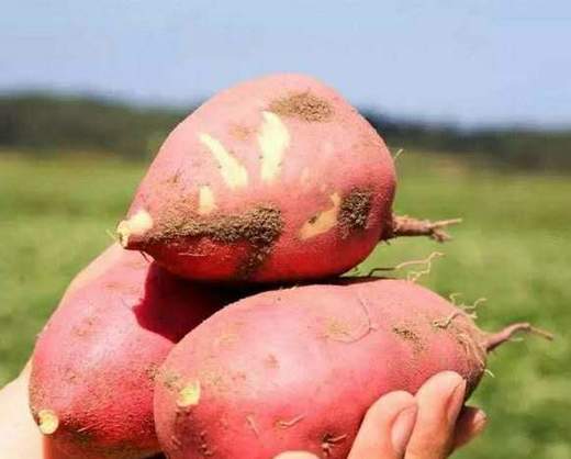 赞字村地瓜（±50g/份） 商品图0