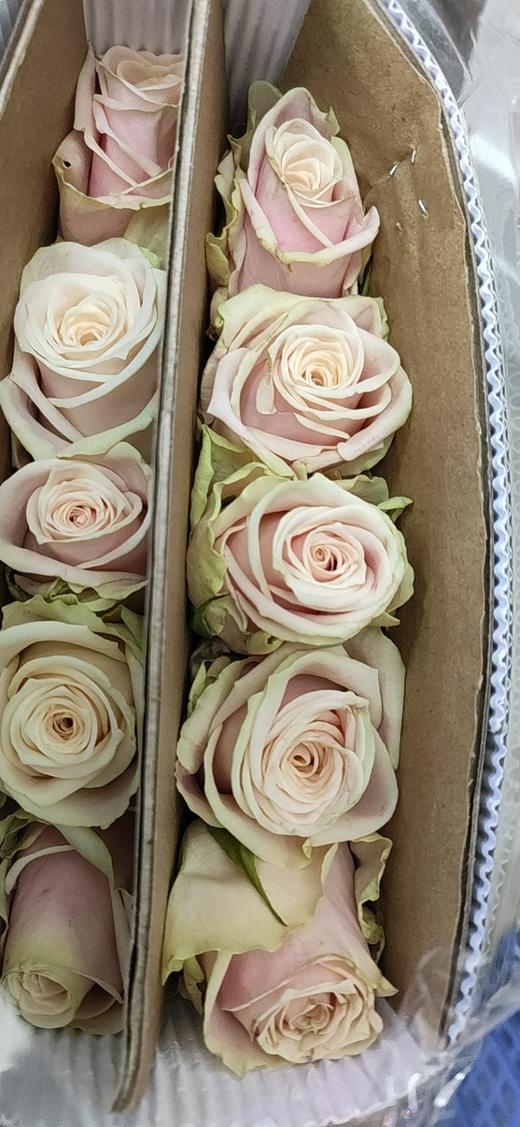 海盛玫瑰苏姗娜金色10支扎