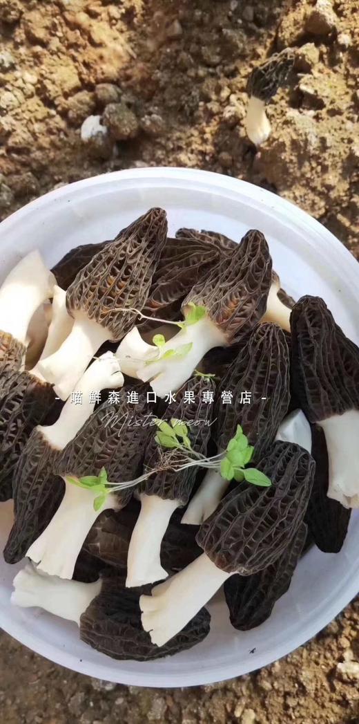 ✈️【香格里拉羊肚菌】滋补山珍（特秀级次日发） 商品图5