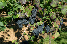从红葡萄品种看陈年潜力（下）
