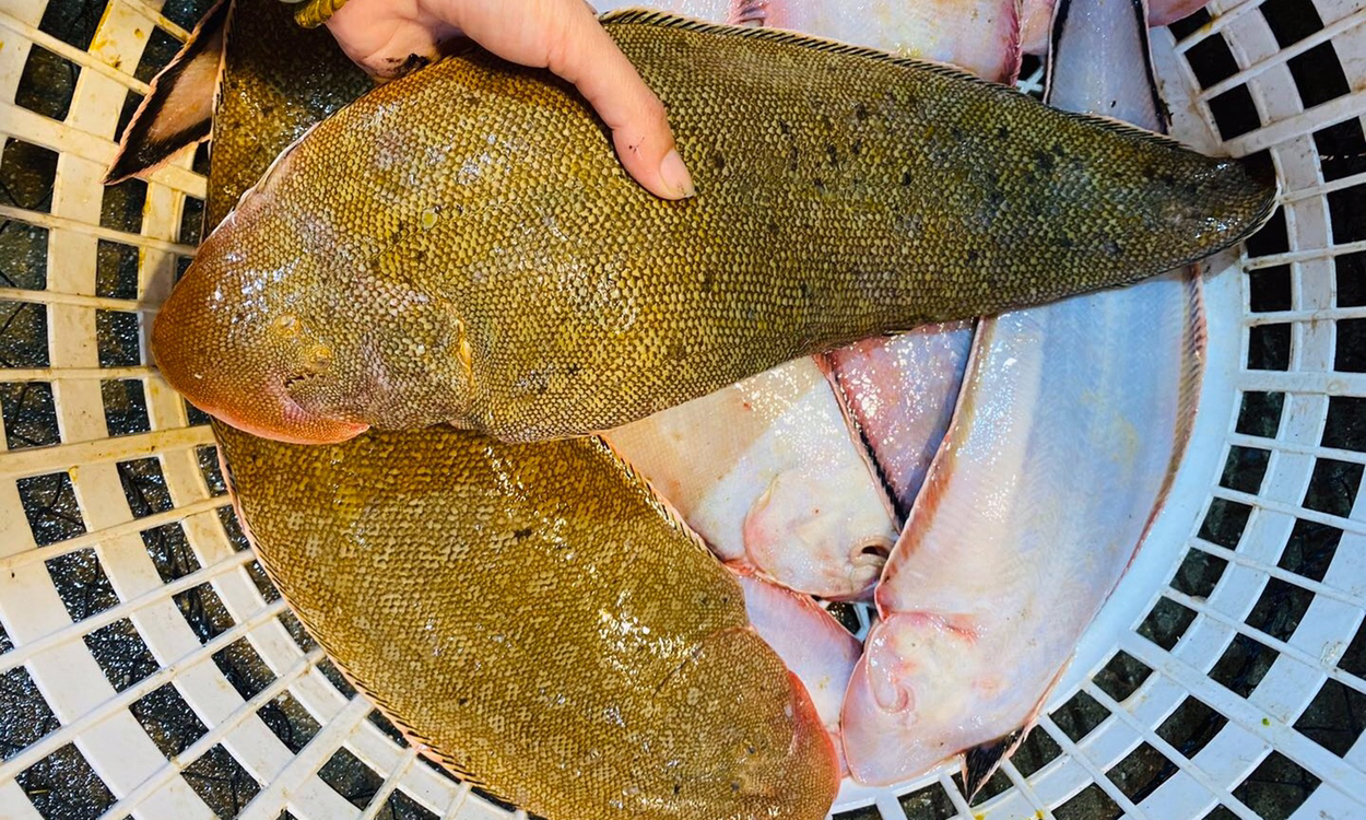 海鲜精选东山海鲜61野生活鲜龙利鱼顺丰冷链肉质以嫩出名没有小刺