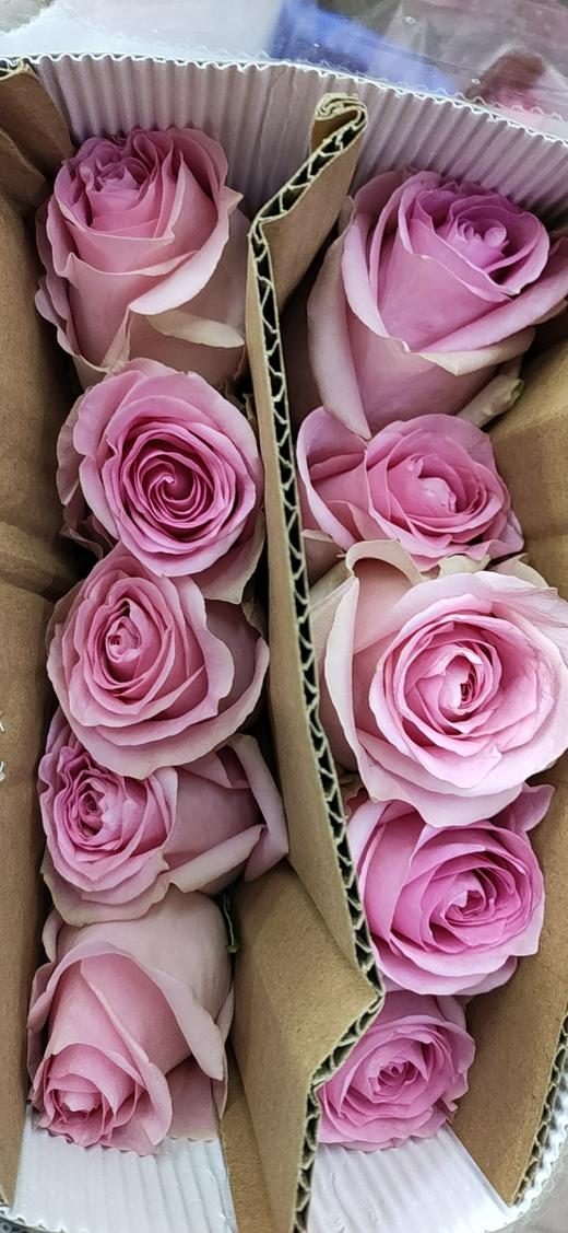 海盛玫瑰粉宝粉色10支扎