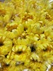 【寄托】菊花 大黄菊 10支/扎 商品缩略图4