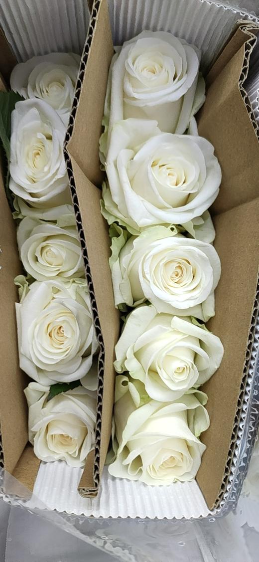 海盛玫瑰凝脂白色10支扎