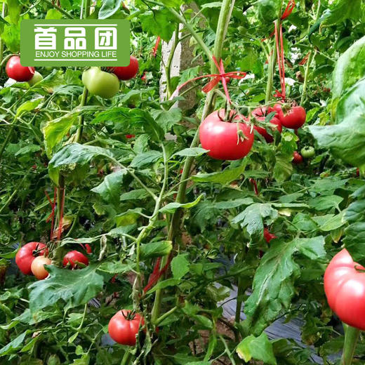 【亦果亦蔬】【第八季陕西普罗旺斯水果西红柿】西红柿番茄洋柿子 商品图5