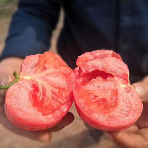 【亦果亦蔬】【第八季陕西普罗旺斯水果西红柿】西红柿番茄洋柿子 商品图4