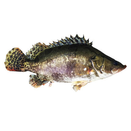 鲜活桂鱼 约500g（需活杀请备注） 商品图0