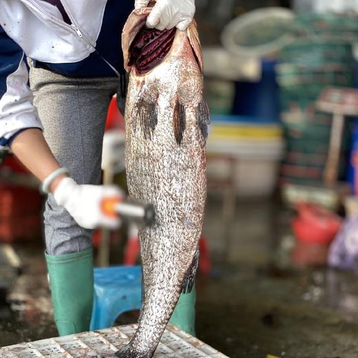 【鳘鱼肉片】赤嘴鳘鱼胶是鱼胶中的上品，鳘鱼肉更是口感嫩香，营养丰富，杀好洗净切片，每份净重约460-500g克 商品图1