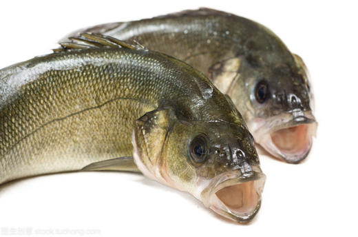 新鲜鲈鱼约450-500g（需杀请备注） 商品图0