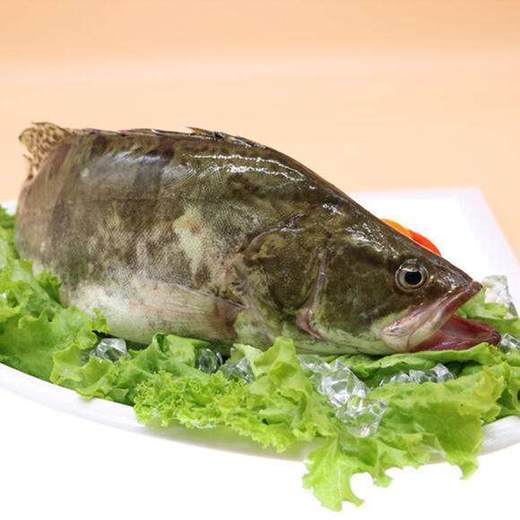 鲜活桂鱼 约500g（需活杀请备注） 商品图3