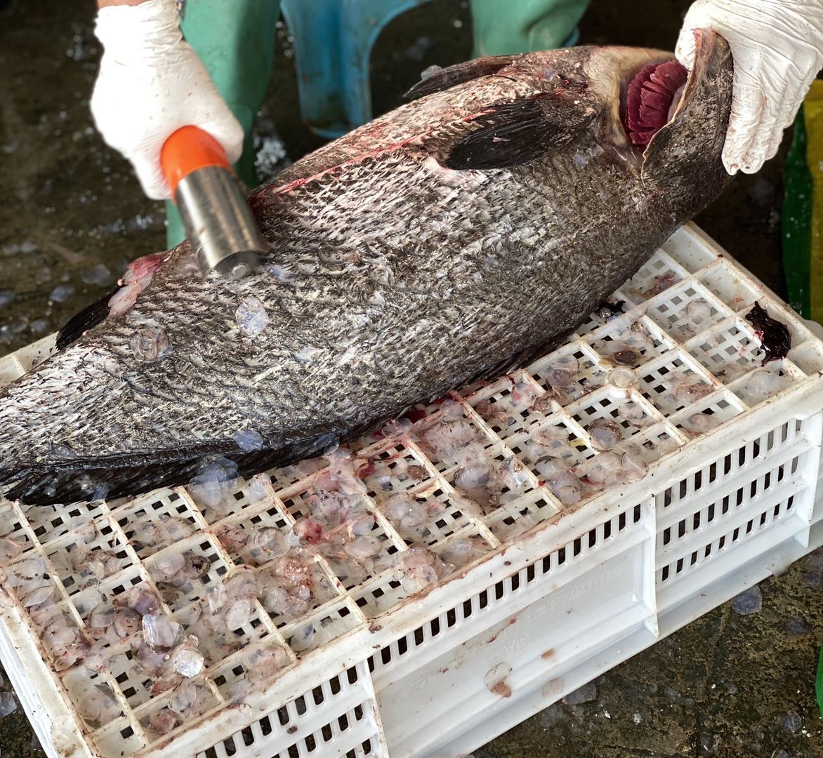 鳘鱼头赤嘴鳘鱼是深海鱼中的上品营养丰富鱼头杀好洗净切块每份净重约