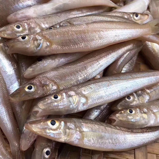 海鲜精选东山海鲜61鲜活沙尖鱼肉质鲜甜鱼脂丰富饱含叶酸备孕妇女