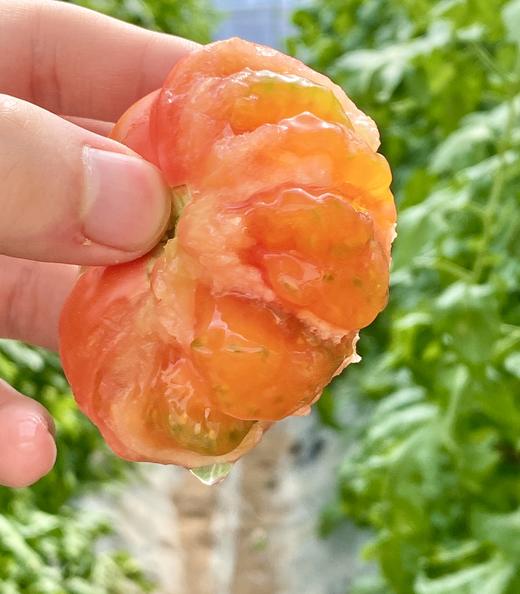 一口回到小时候 吮指洋柿子 西红柿 生吃太够味儿 顺丰包邮|百里食 商品图1