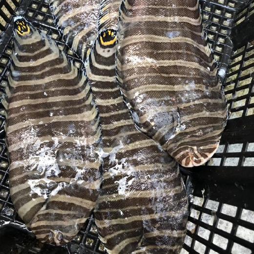 花猫龙利鱼野生海捕龙利鱼家族的一员肉质细嫩营养丰富一份45条帮杀好