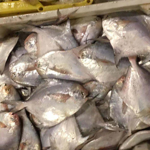 【东海野生拖网小鲳鱼】只有一根主骨，肉多刺少 ，适合宝宝吃的深海鱼 商品图1