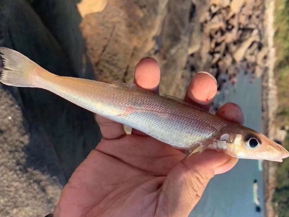 海鲜精选东山海鲜61鲜活沙尖鱼肉质鲜甜鱼脂丰富饱含叶酸备孕妇女
