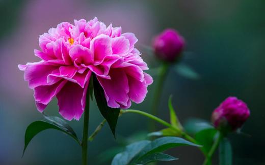 手机维修请拍这个 商品图0