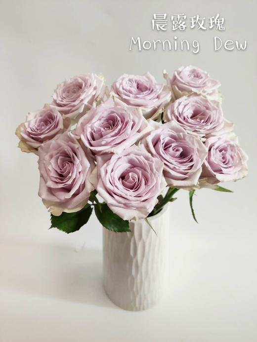 海盛玫瑰晨露紫色10支扎