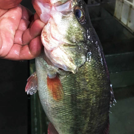 新鲜鲈鱼约450-500g（需杀请备注） 商品图2