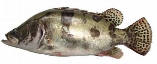 鲜活桂鱼 约500g（需活杀请备注） 商品图1