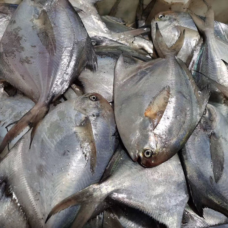 【东海野生拖网小鲳鱼】只有一根主骨，肉多刺少 ，适合宝宝吃的深海鱼