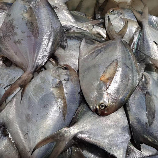 【东海野生拖网小鲳鱼】只有一根主骨，肉多刺少 ，适合宝宝吃的深海鱼 商品图0