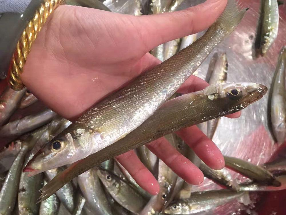 海鲜精选东山海鲜61鲜活沙尖鱼肉质鲜甜鱼脂丰富饱含叶酸备孕妇女