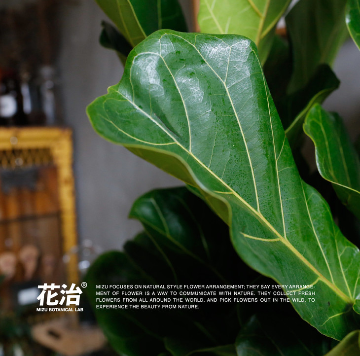 琴叶榕ficuslyrata北京四环内包闪送全国包邮