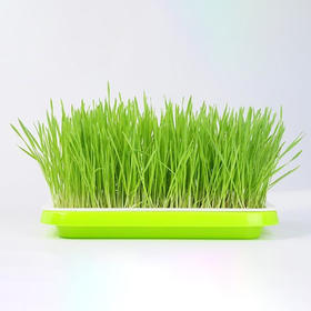 芽苗菜种植育苗盘