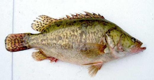 鲜活桂鱼 约500g（需活杀请备注） 商品图2