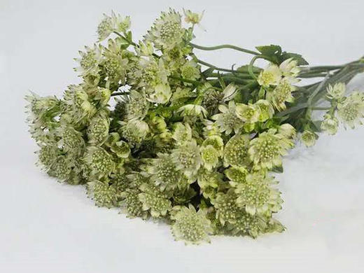 【荷兰进口】星芹-白色 5枝/扎 商品图4