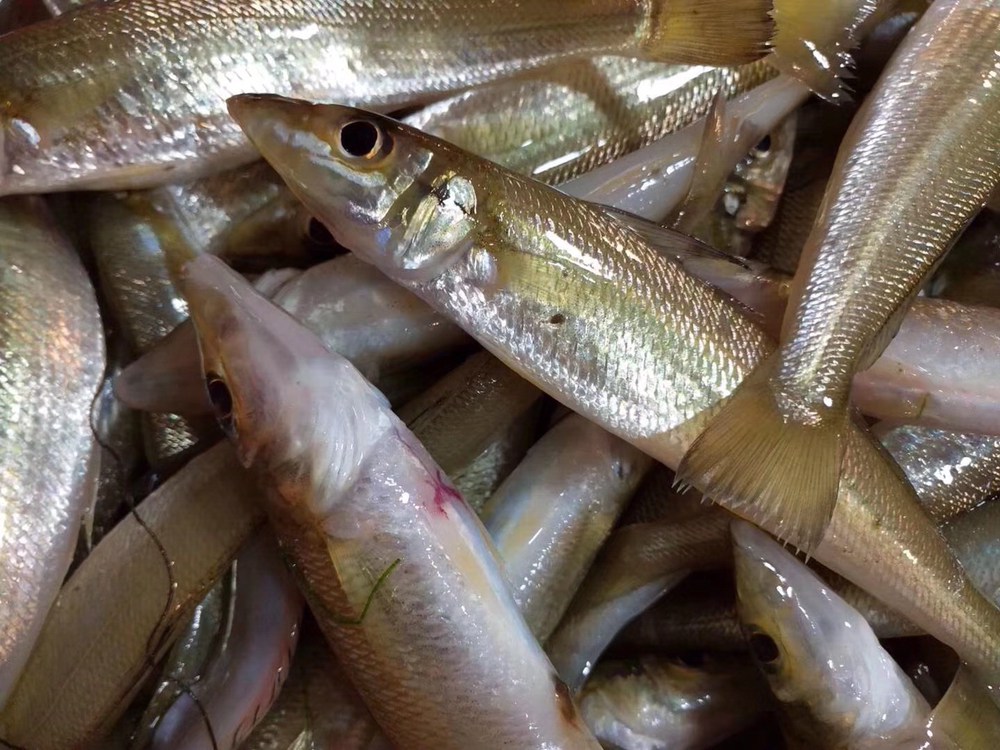 海鲜精选东山海鲜61鲜活沙尖鱼肉质鲜甜鱼脂丰富饱含叶酸备孕妇女