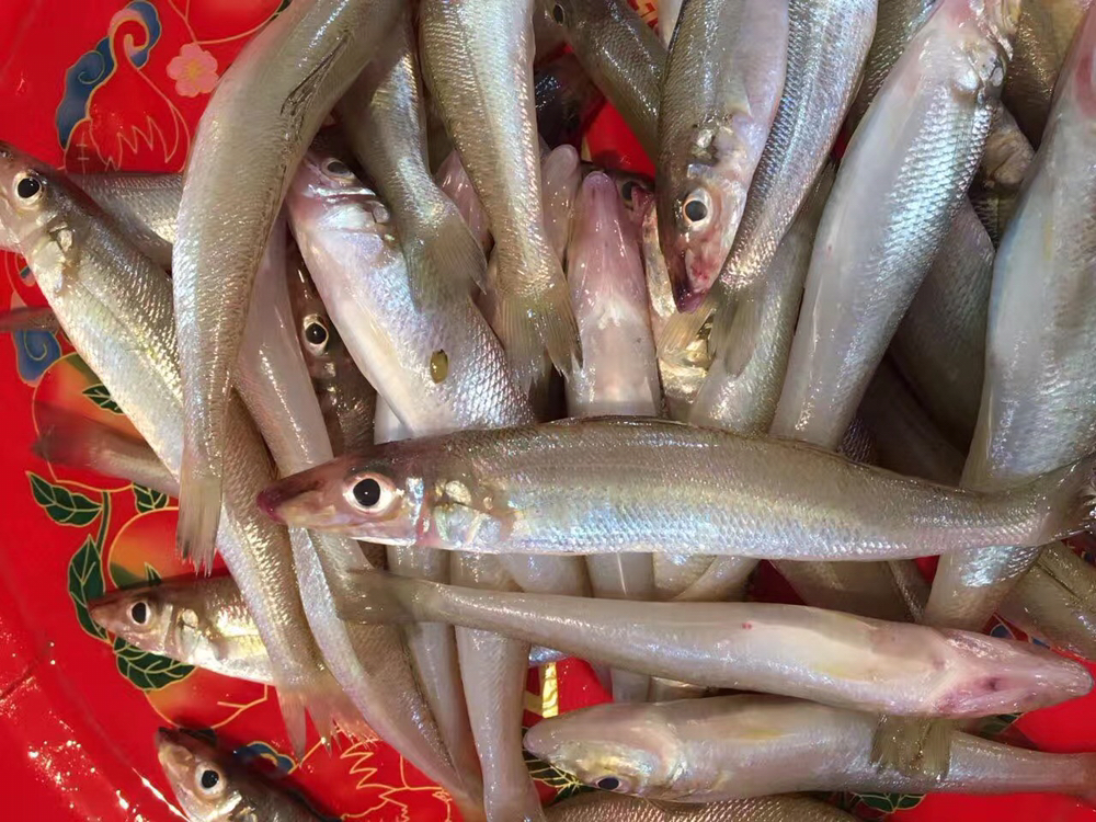 海鲜精选东山海鲜61鲜活沙尖鱼肉质鲜甜鱼脂丰富饱含叶酸备孕妇女