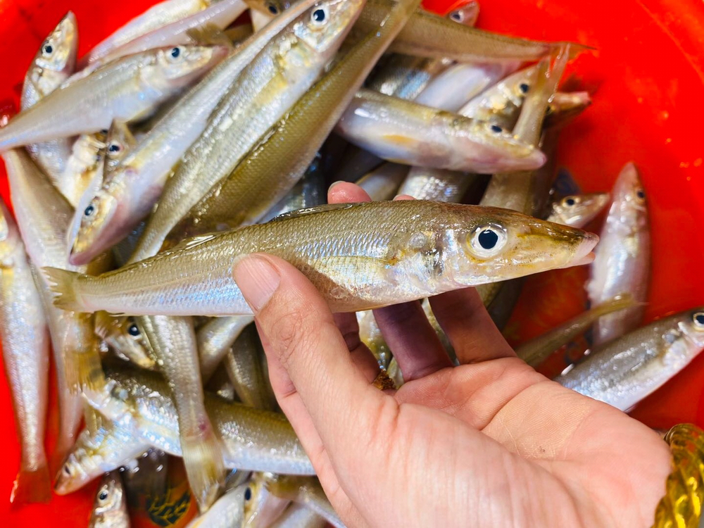 海鲜精选东山海鲜61鲜活沙尖鱼肉质鲜甜鱼脂丰富饱含叶酸备孕妇女