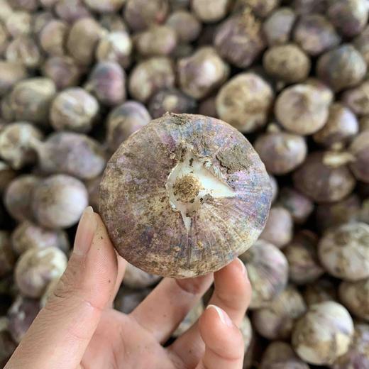 产地直邮-云南大理紫皮独头蒜（鲜蒜）3斤/5斤 大果 下单48小时发货～ 商品图2