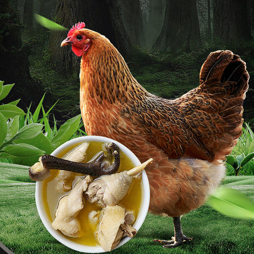 正宗苗家高山散养土鸡3斤 商品图0