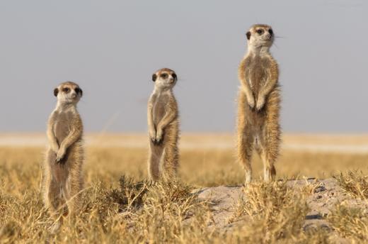 南部非洲三国丨博茨瓦纳奥卡万戈三角洲动物追踪、津巴布韦&赞比亚维多利亚瀑布10天摄影团 商品图1