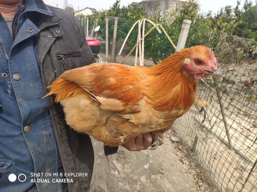 横沙岛镦鸡 商品图1