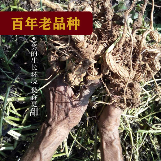 【云南特产批发价代购】云南普洱特产 孟连富晒【黑花生+七彩花生】 商品图4