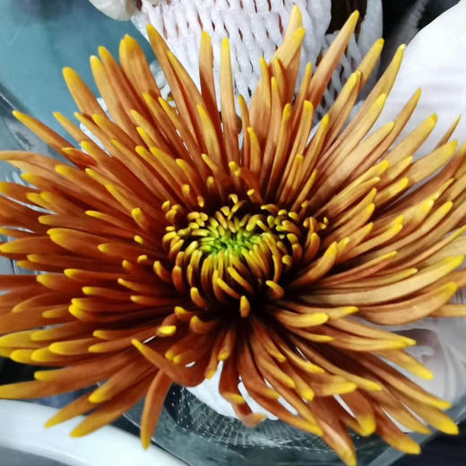 烟花菊·橙色 商品图0