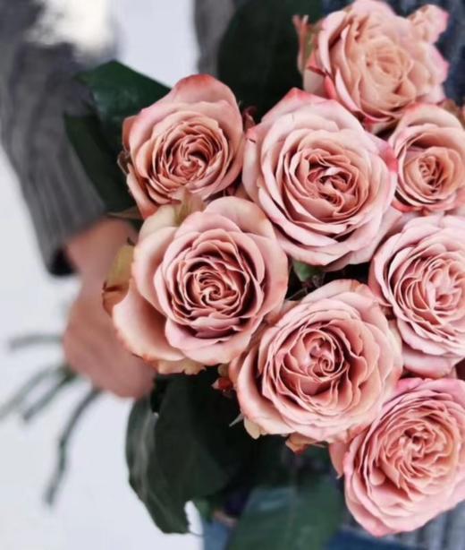 【拍市玫瑰】卡布奇诺 单头 10枝/扎  约60公分 商品图1