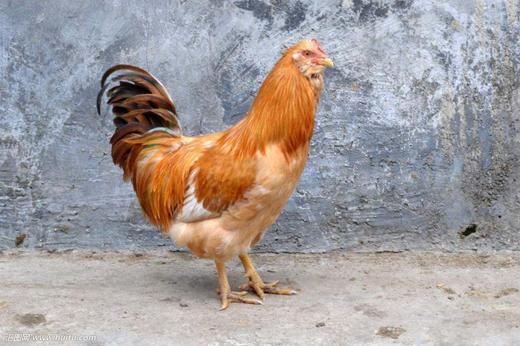 横沙岛镦鸡 商品图0