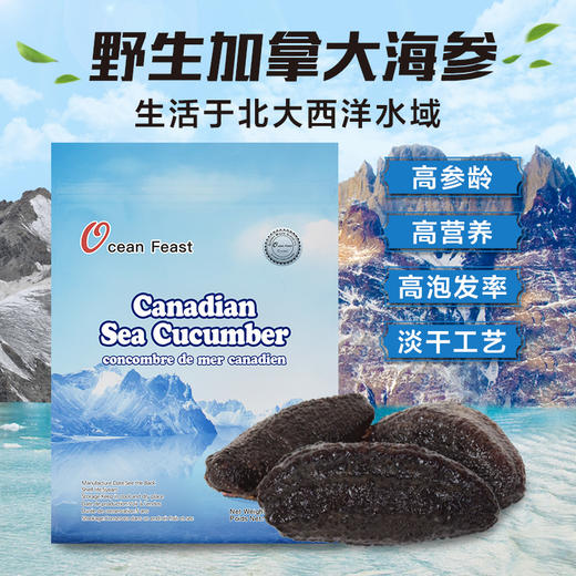 Ocean feast海洋盛宴白金级北极海参25头左右（大银标） 商品图1
