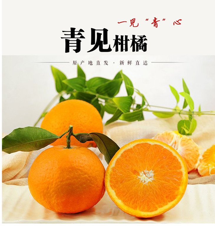 春见桔子特点介绍作文三年级(春见橘子文案)