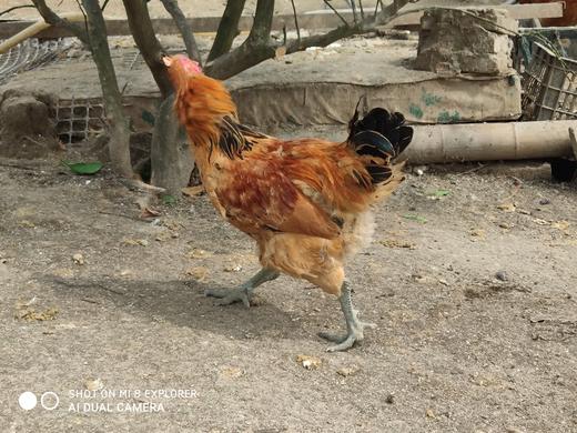 横沙岛镦鸡 商品图2