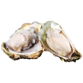 【限时抢购16.8元/箱】鲜活精选大生蚝 (新鲜活牡蛎)1箱 净重约2斤【当天提货】