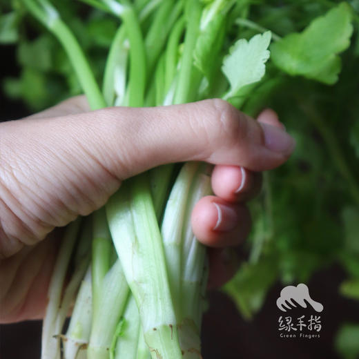 野生水芹 | 合作生产* Wild cress | Coproduction 商品图0