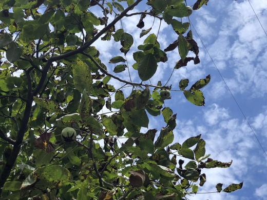 手工现砸 长城野岭老树  山核桃仁（生） 商品图3