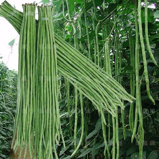 【城·食配】基地豇豆 约1斤/把 商品图1