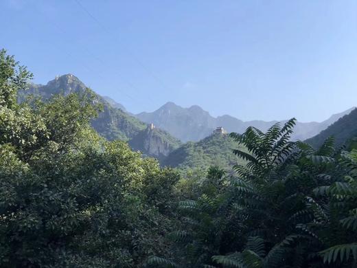 手工现砸 长城野岭老树  山核桃仁（生） 商品图1